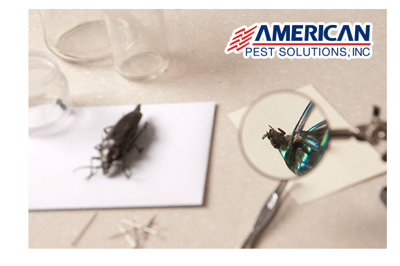 identifying pests in new england