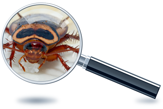 cockroach infestation in massachusetts
