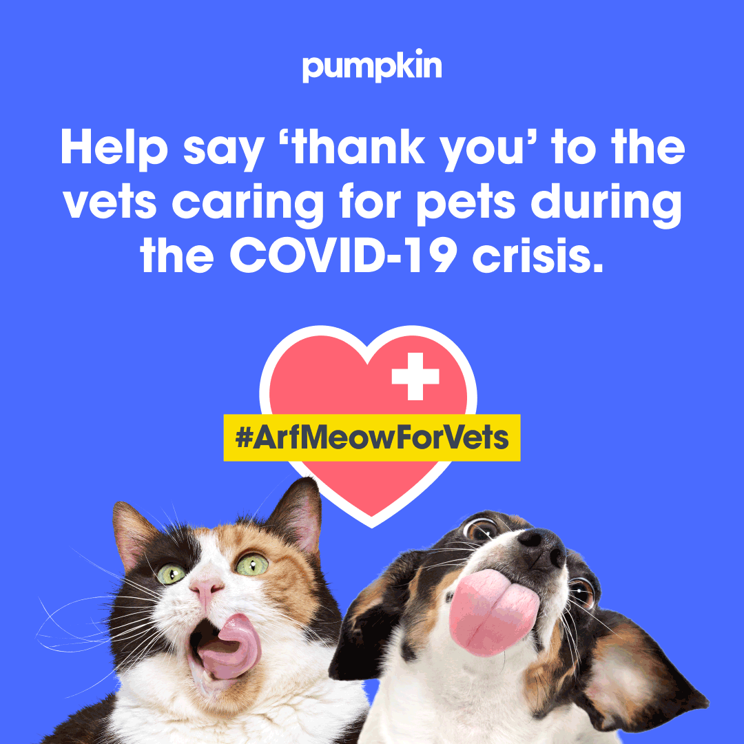 Pumpkin Pet Care How to Support Your Veterinarian during COVID19