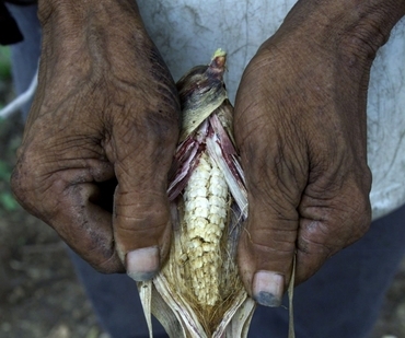 A severe drought has destroyed the crops of Christians in Nicaragua.
