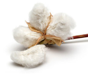 cottonseed oil - Dream Roper