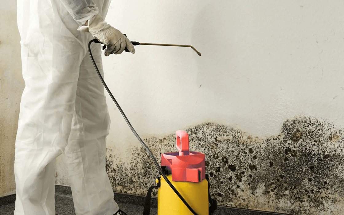 Mould & Condensation Remediation