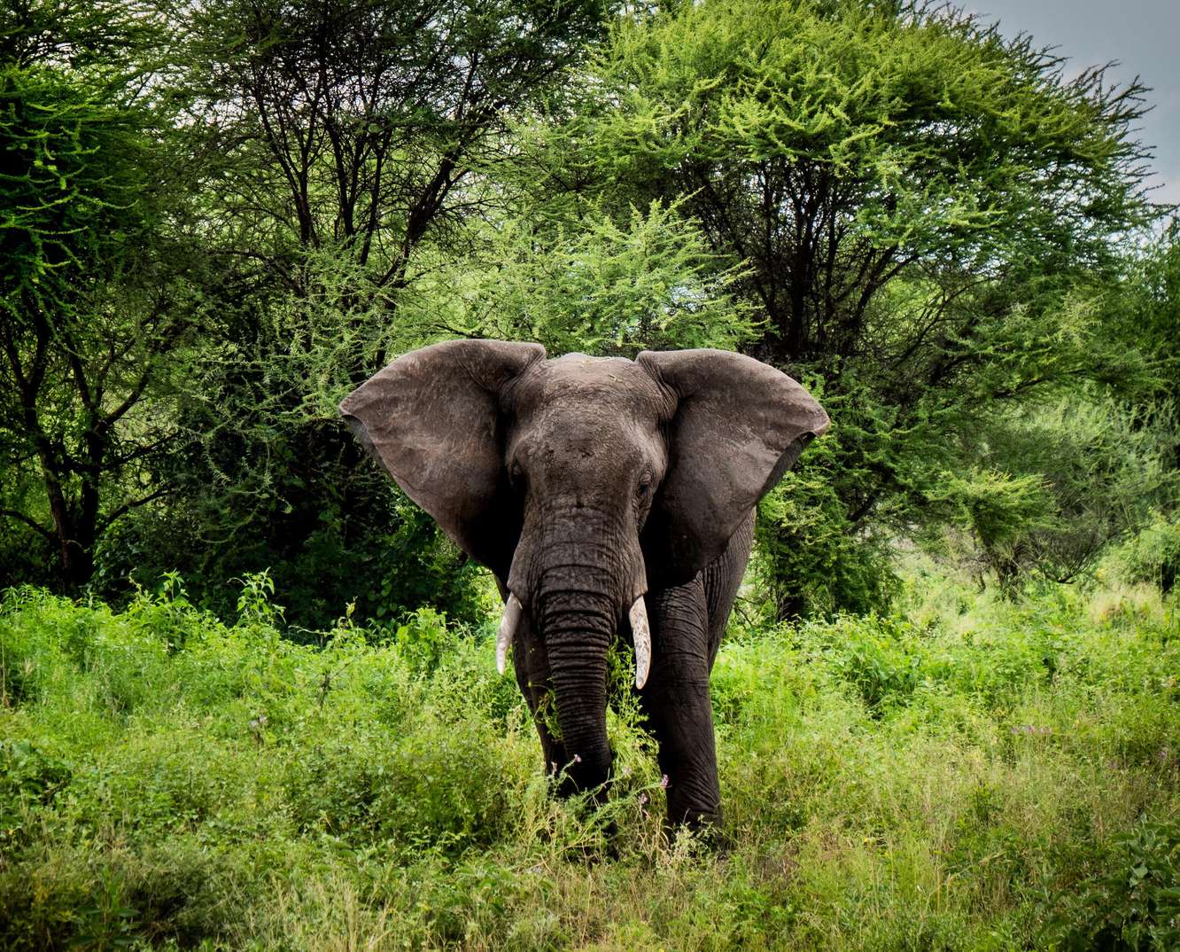 Tanzania Safaris | Go2Africa