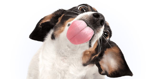 puppy pack vets near me