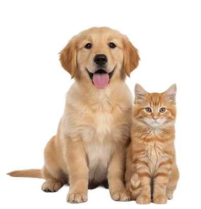 Young pets section image:
Golden retriever puppy sitting beside an orange tabby kitten, both facing forward against a light purple background.