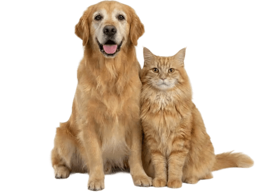 Senior Pets Image: Senior golden retriever sitting beside a fluffy orange tabby cat, both facing forward against a light purple background