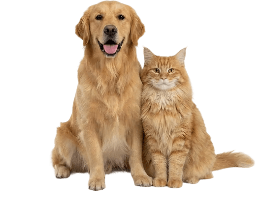 Adult Pets Image: Golden retriever and orange tabby cat sitting side by side, both looking forward against a light purple background.