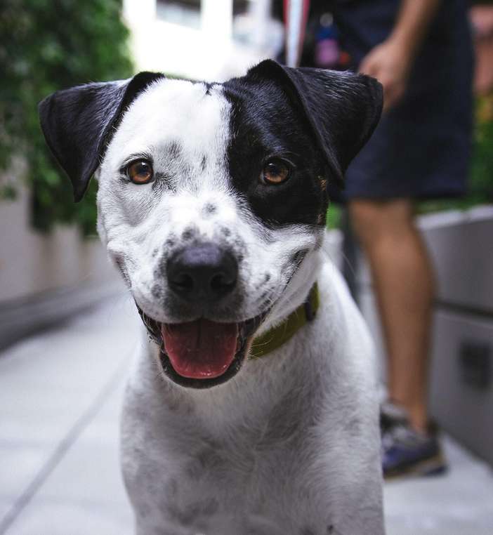 We love our Pet Stop fence! Our dog has the freedom and safety to enjoy