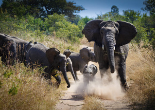 ATR Safari | Rwanda Safaris