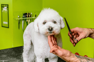 healthy spot grooming prices