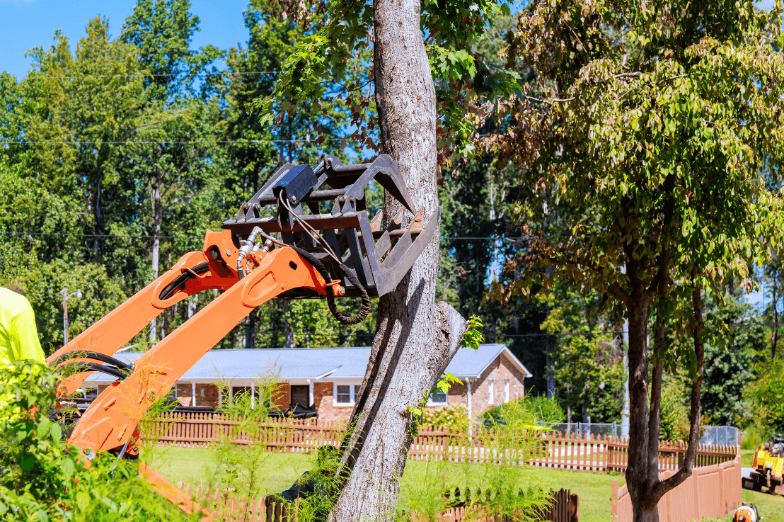 Tree Maintenance Services