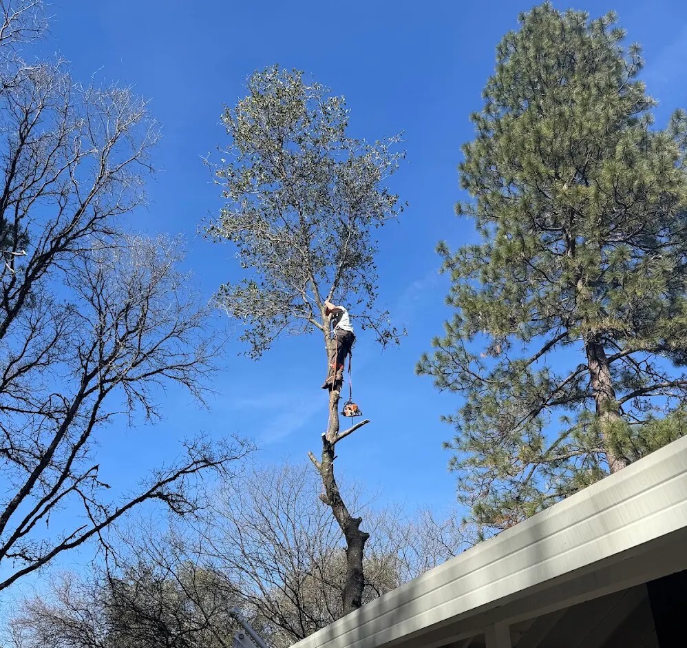Residential Tree Trimming Services