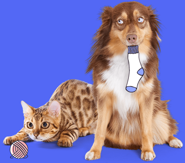 Hundekrankenversicherung, preisvergleich, katzen krankenversicherung, Kaninschenkrankenversicherung