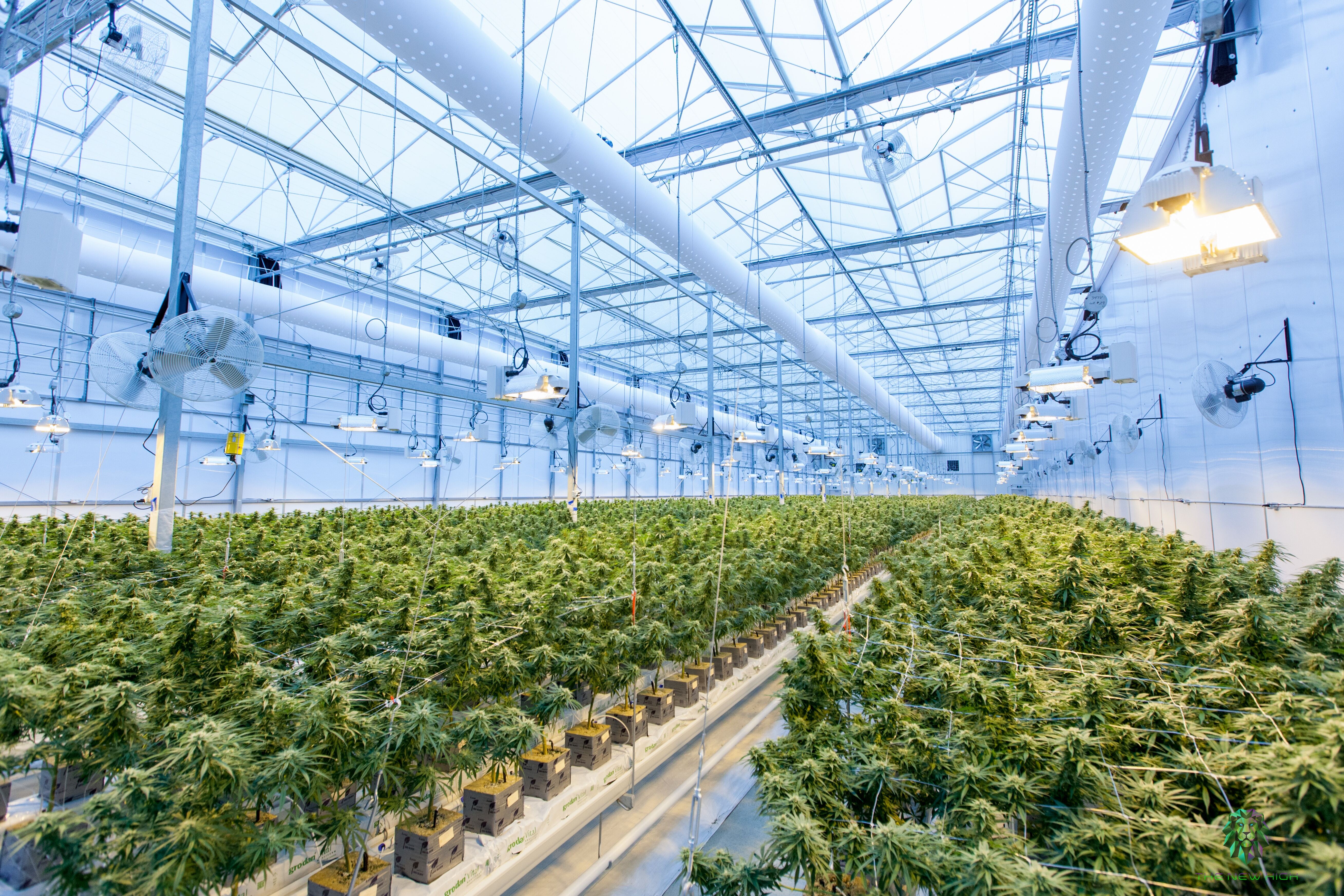 greenhouse growing cannabis 