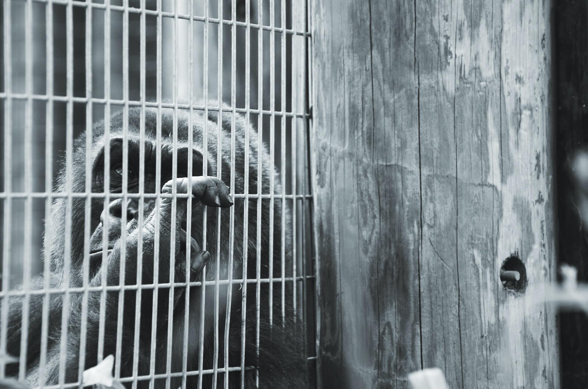 captive gorilla in cage