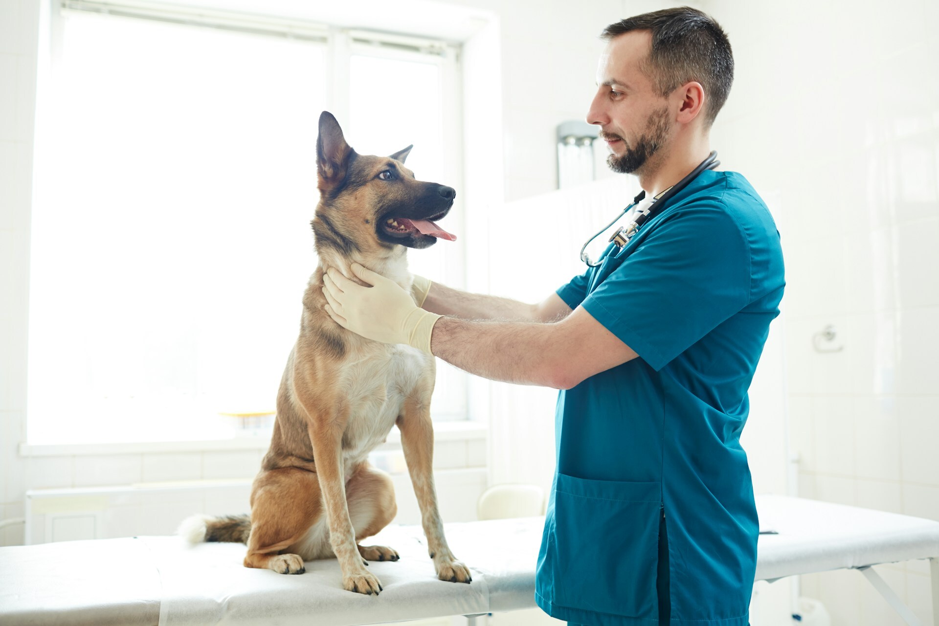vet examining dog 
