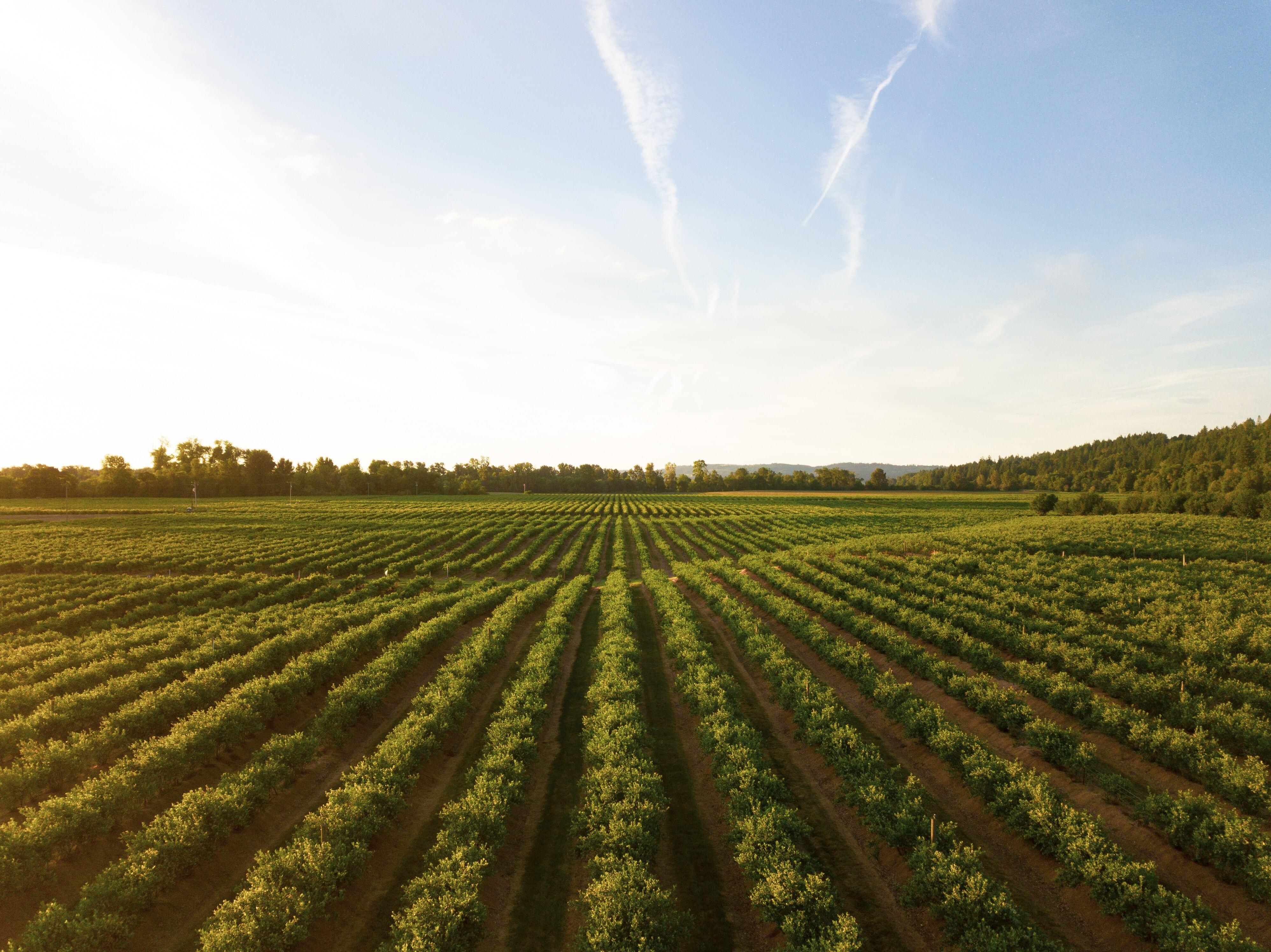 agriculture field