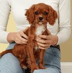 Cavalier Spaniel enjoying a hug.