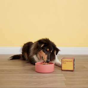 Cavalier Spaniel posing with a bowl full of Butternut meal.