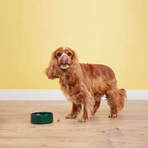 Cavalier Spaniel posing with a bowl full of Butternut meal.