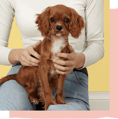 Cavalier Spaniel enjoying a hug.