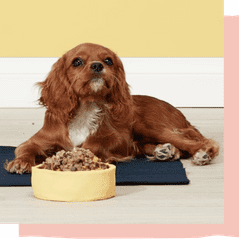 Cavalier Spaniel posing with a bowl full of Butternut meal.