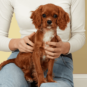 Cavalier Spaniel posing with a bowl full of Butternut meal.