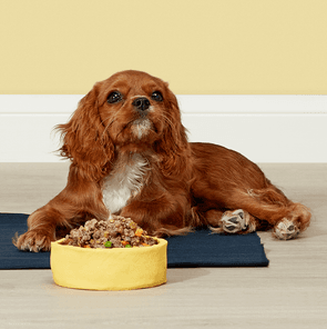 Cavalier Spaniel posing with a bowl full of Butternut meal.