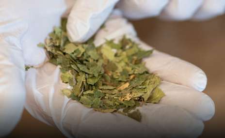 échantillons de feuilles de thé de qualité supérieure en gros 