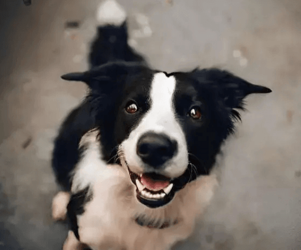 Dog behavior training