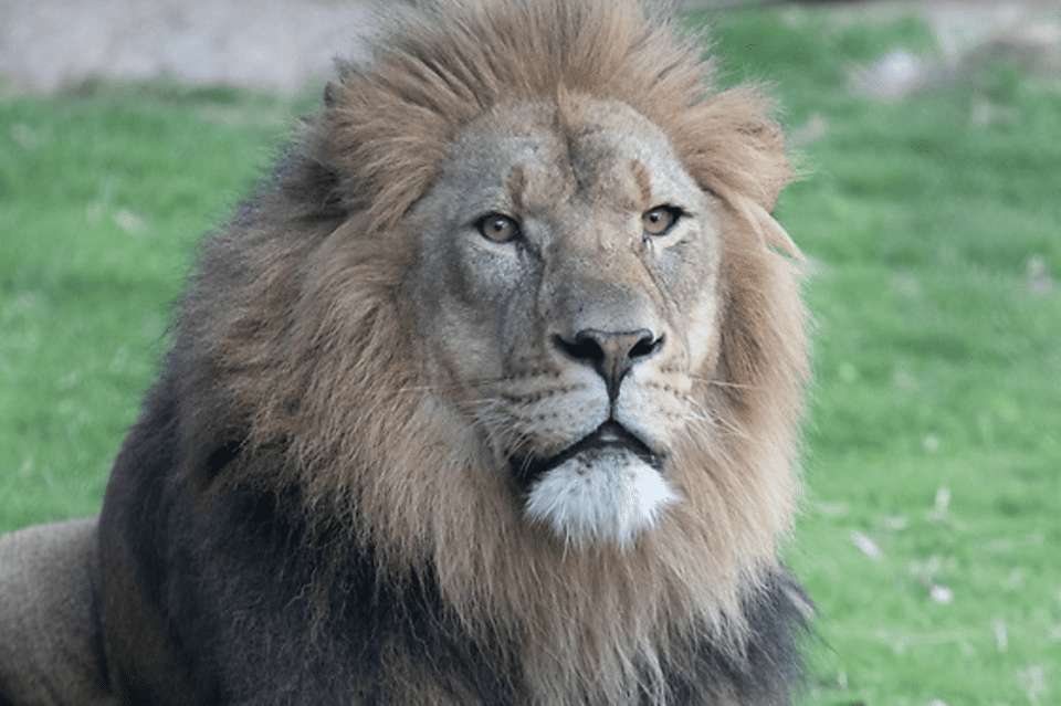 Lion Habitat at Audubon Zoo