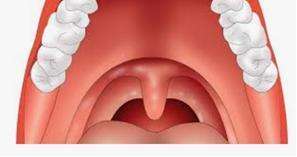 Anatomie des Rachenraums - Gaumensegel