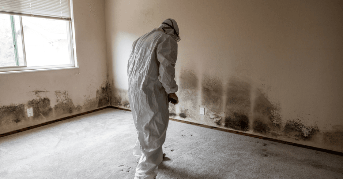 Mold Remediation