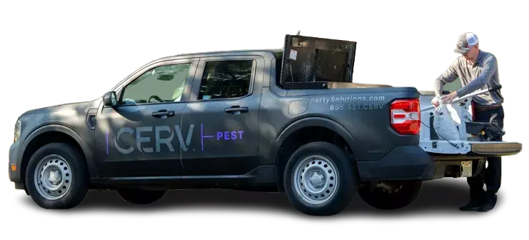 Cerv Pest team