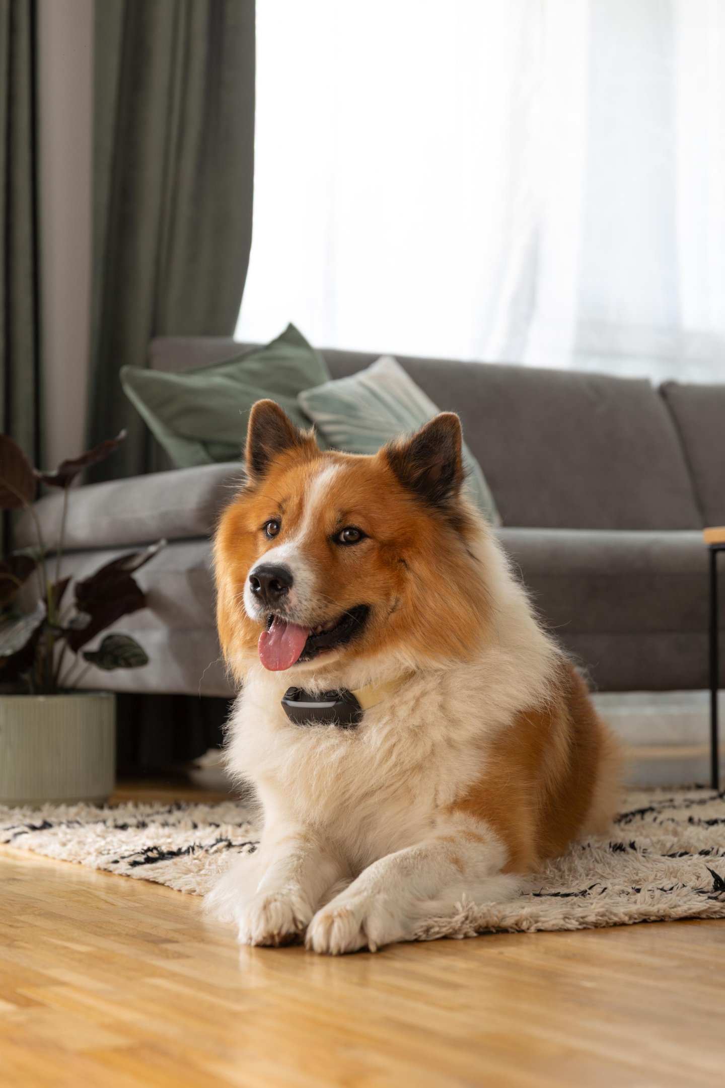 Dog wearing Tractive GPS tracker