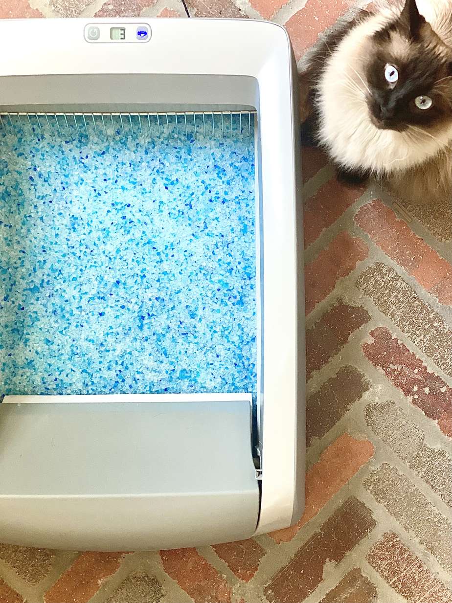 Use a self cleaning litter box to never scoop cat litter again.