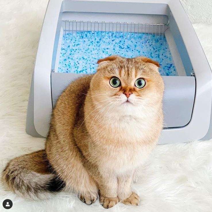 Use a self cleaning litter box to never scoop cat litter again.