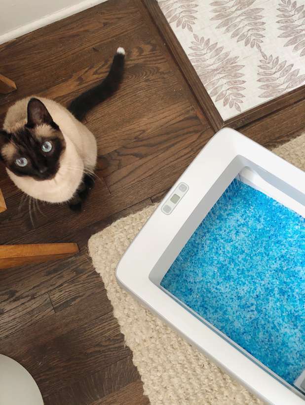 Use a self cleaning litter box to never scoop cat litter again.
