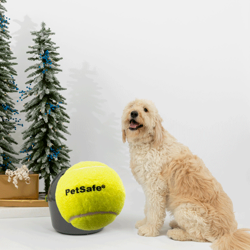 Holiday Pet Gifts