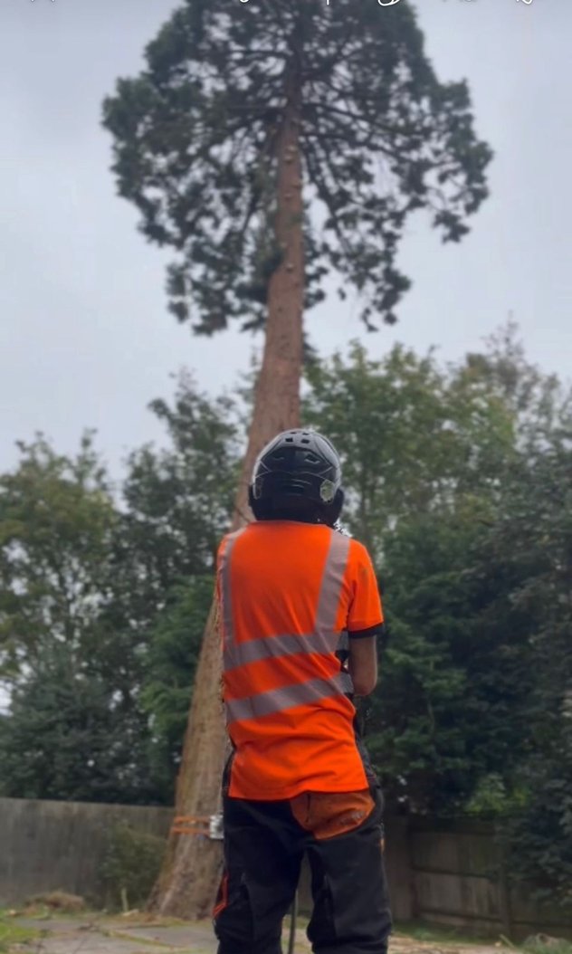 Expert Tree Surveys and Inspections