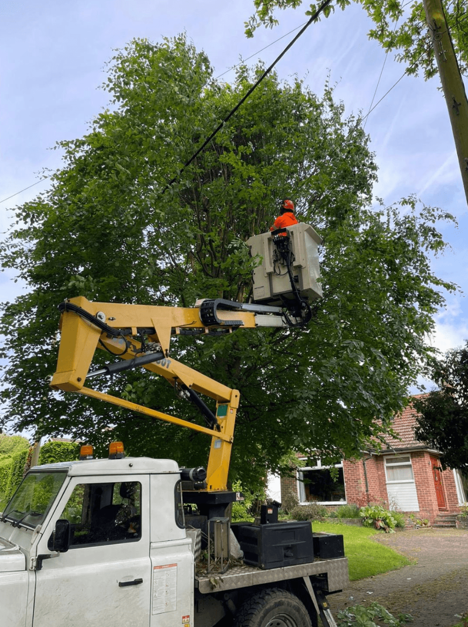 Tree Surveys with Solutions