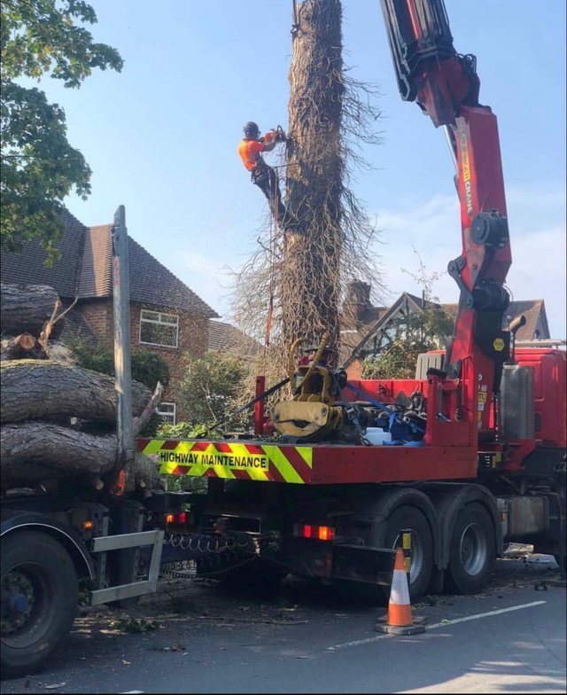 Local Tree Services in Buckinghamshire & Hertfordshire
