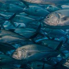 Aquaculture