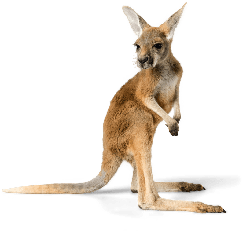 Study Vet Medicine in Australia