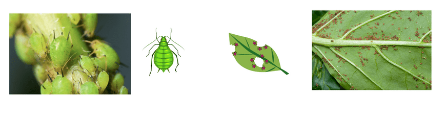 Hay Point Pests Text Version of Video #1 Text version of Video #2