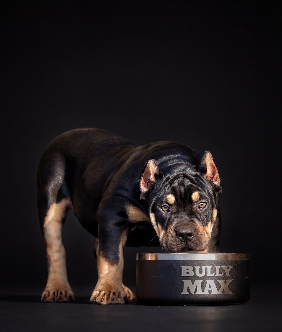 Black and tan Incredibullz American Bully puppy eating from a Bully Max bowl