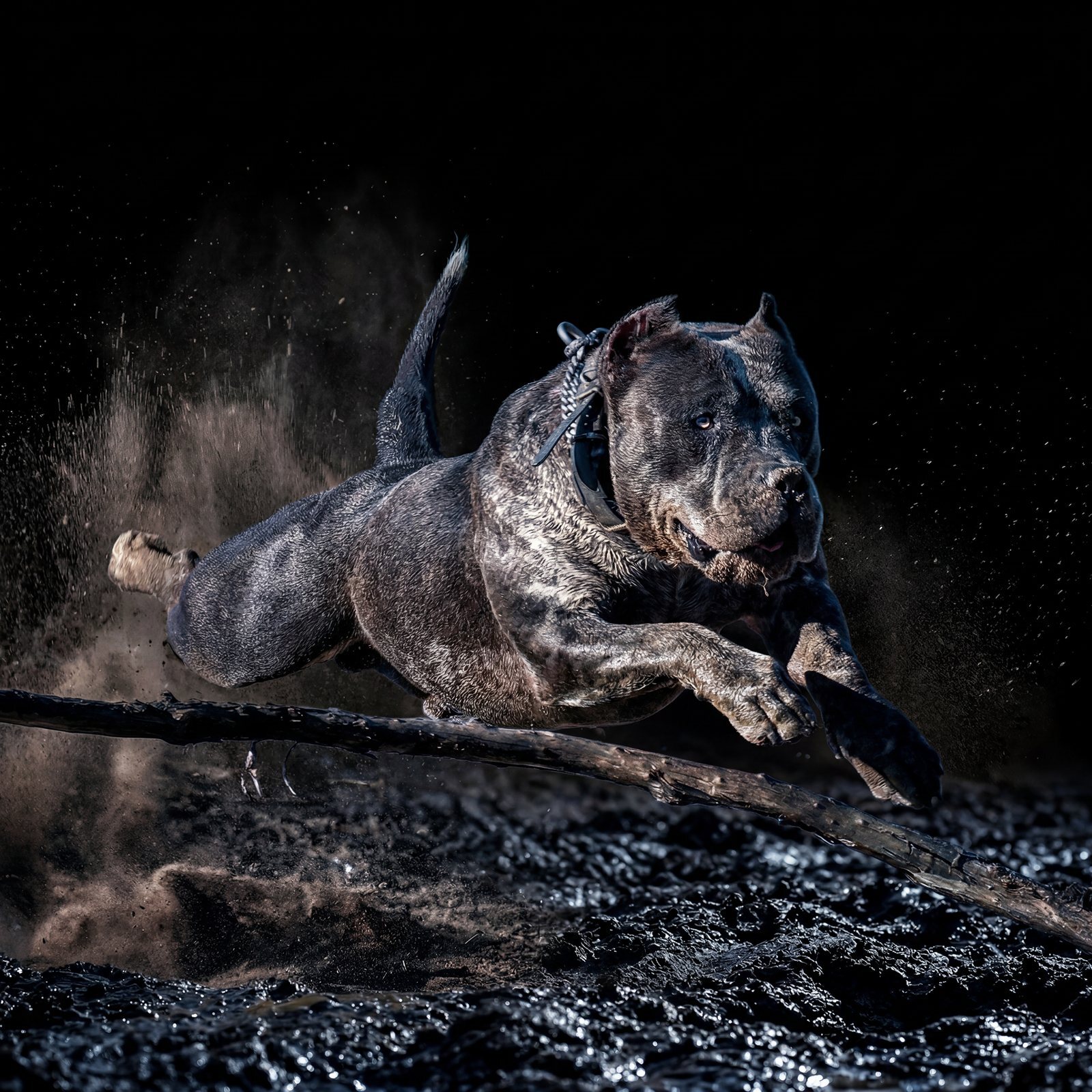 Blue merle American Bully running through dirt at night, Incredibullz