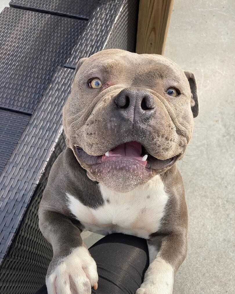 Debra C.'s gray and white Pocket American Bully looking up at the camera