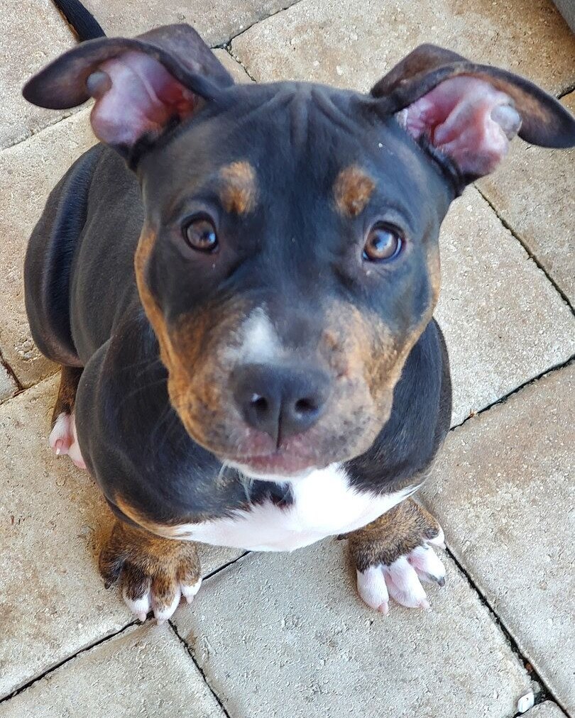 Eva M.'s black and tan American Bully puppy sitting on a patio