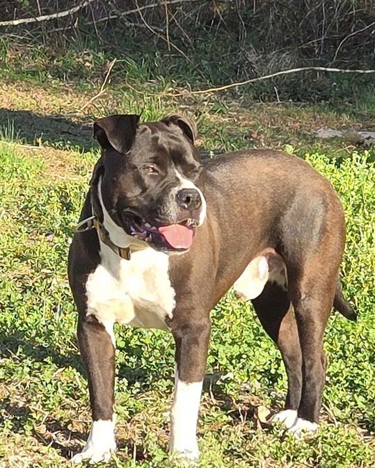 Frances B.'s brown and white XL Bully, Boss, standing in the yard